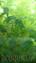 BOSQUES IN BOSQUES MINIATURA MINIATURE FOREST LIVING ART